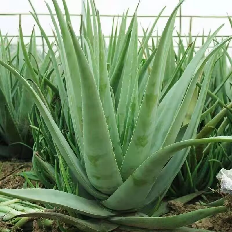 Soap Making Raw Material - Folhas de Aloe Vera Secas 100%